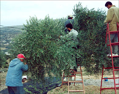 الإحصاء: ارتفاع كمية الزيت المستخرج من الزيتون في موسم 2010 مقارنة بالموسم الماضي