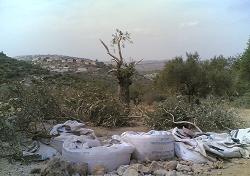 تقرير: انتهاكات الاحتلال طالت 2440 دونما من حقول الزيتون الشهر الجاري