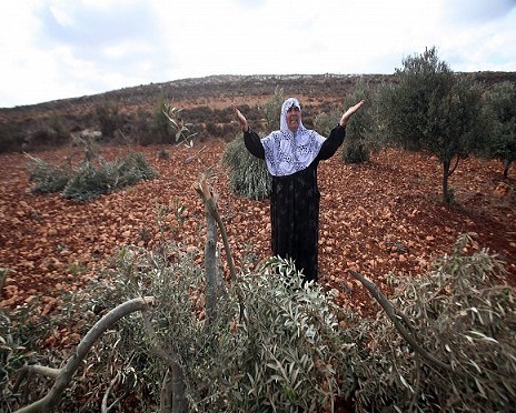مستوطنون يقتلعون نحو 300 شجرة زيتون من أراضي المغير