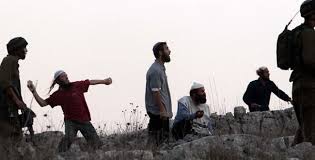 نابلس: مستوطنون يسرقون محصول الزيتون من أراضي دير شرف