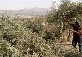 مستوطنون يقتلعون أشجار زيتون في قرية ترمسعيا شمال رام الله