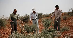 مستوطنون يسرقون ثمار الزيتون جنوب نابلس