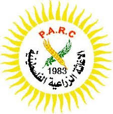 جنين: عمل تطوعي في عرابة لقطف ثمار الزيتون بمشاركة متضامنين فرنسيين