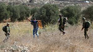 مستوطنون يسرقون أشجار زيتون جنوب بورين