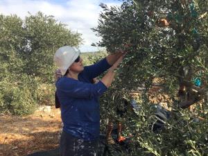 نساء من العالم يقطفن زيتون فلسطين