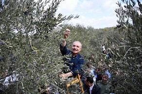 اشتية لدى مشاركته بقطف ثمار الزيتون في سلفيت: الحكومة ضاعفت موازنة الزراعة بأكثر من 100٪