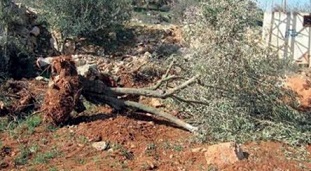 الاحتلال يعدم 70 شتلة زيتون بالمبيدات الحارقة غرب بيت لحم