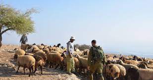 مستوطنون يهاجمون رعاة الأغنام في الأغوار الشمالية