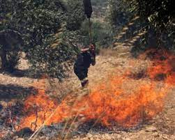 مستوطنون يحرقون أشجار زيتون معمرة في تل الرميدة بالخليل